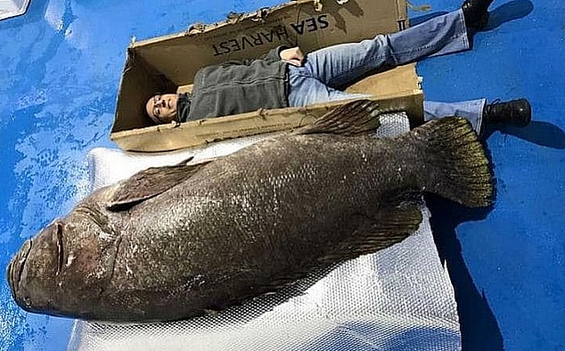 Não é história de pescador: Homem da Flórida captura uma garoupa gigantesca! Veja as fotos. garoupa 1 min | Animais | animais, bichos, gigante, incrível, mar, peixe, pesca