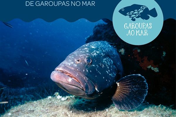 Não é história de pescador: Homem da Flórida captura uma garoupa gigantesca! Veja as fotos. garoupas em extincao 600x400 min | Animais | animais, bichos, gigante, incrível, mar, peixe, pesca