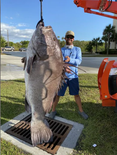 Não é história de pescador: Homem da Flórida captura uma garoupa gigantesca! Veja as fotos. | Animais | animais, bichos, gigante, incrível, mar, peixe, pesca