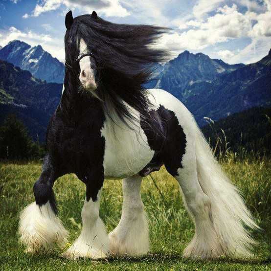 Foto gump do dia: O crânio de um unicórnio 032275f0753c1a2370725df944004b48 | Foto gump do dia | animais, bichos, cavalo, curioso, foto gumo do dia, incrível, unicornio