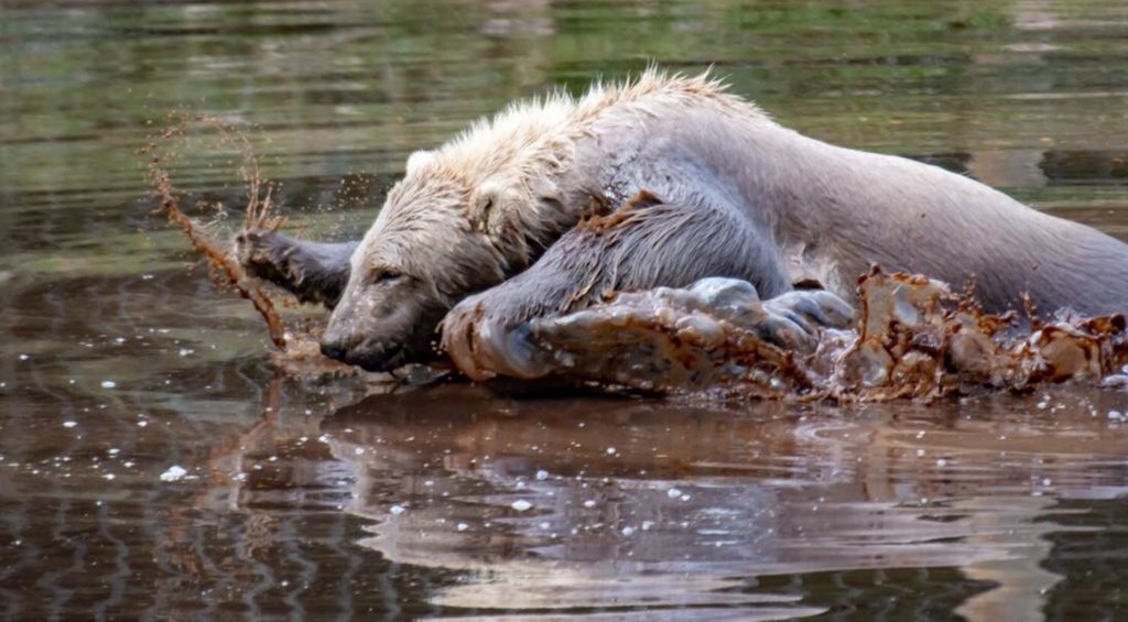 Os Inuit do Alasca e o Yeti caçador 0 MPM POLAR BEARS GRIZZLY DISGUISE 1 1024x565 1 | Polêmica | alasca, canadá, criatura, inuit, monstro, pe grande, polo norte, sasquatch, yetui