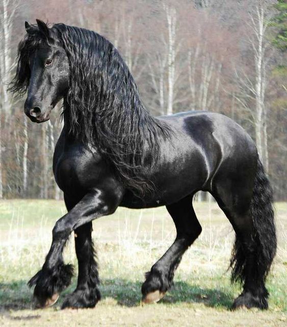 Foto gump do dia: O crânio de um unicórnio 1f5e27aad2ea128f8b22087447ffdb91 | Foto gump do dia | animais, bichos, cavalo, curioso, foto gumo do dia, incrível, unicornio
