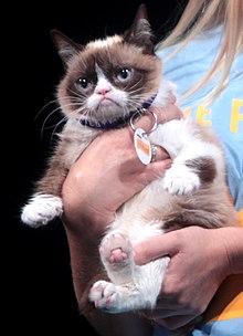 Milionários: Conheça o cachorro mais rico do mundo 220px Grumpy Cat 14556024763 cropped | Animais | animais, bichos, curioso, dinheiro, herança, rico, riqueza