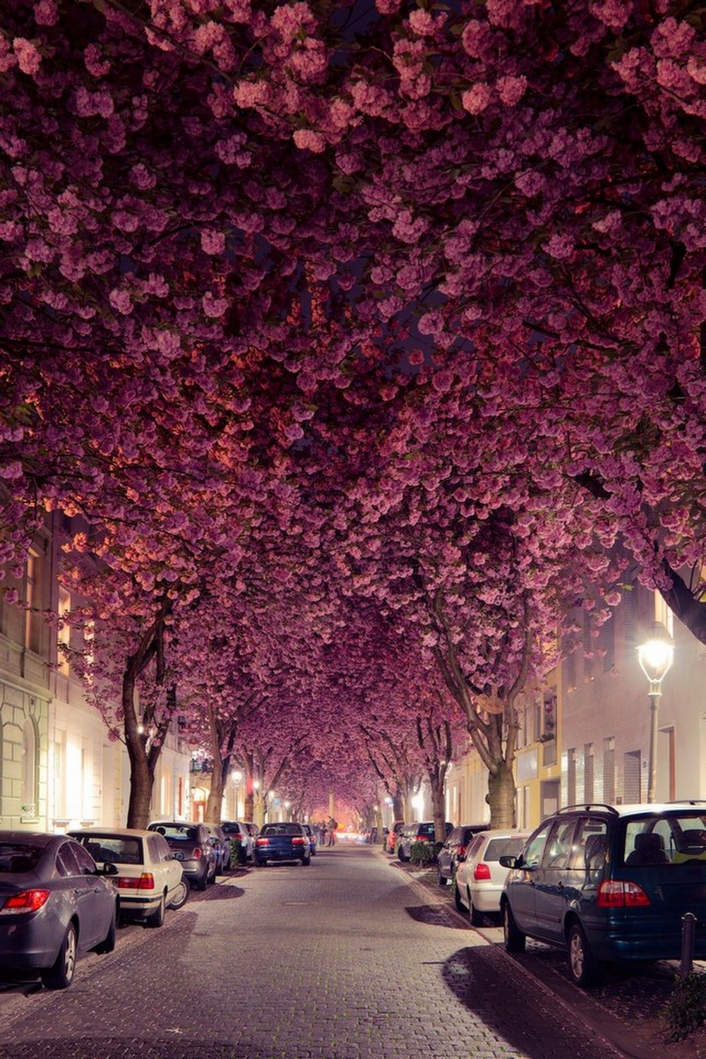 Foto gump do dia: Cherry Bloom Avenue 22702011 original | Foto gump do dia | alemanha, cereja, cherry, foto gump do dia, fotografia, lugares