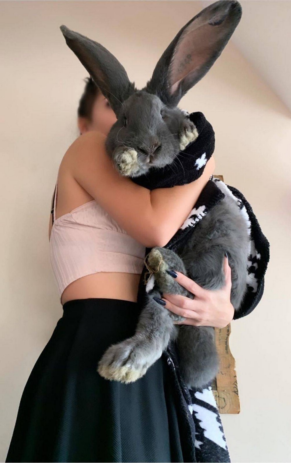 Foto Gump do dia: Coelhão Foto de um coelho gigante, de cor clara, sentado no chão de uma sala. Seu tamanho é comparável ao de um cão de médio porte.