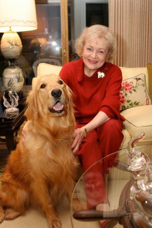 Milionários: Conheça o cachorro mais rico do mundo 26992501 1635026836543632 5348280178010008193 n | Animais | animais, bichos, curioso, dinheiro, herança, rico, riqueza