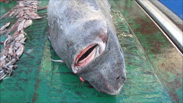 Os islandeses antigos não apenas viram diferentes monstros marinhos, mas os pegaram e até tentaram comê-los. 35001375 | Curiosidades | animais, bizarro, curioso, estranho, monstros, viking