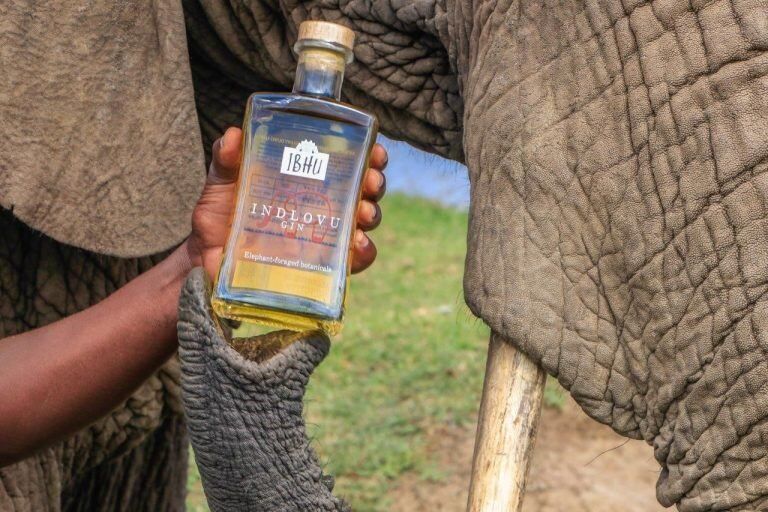 Dilíça: Conheça o Gin fabricado com fezes de elefante 445274 3 800 | Curiosidades | África, bebida, curioso, elefante, gin, nojento
