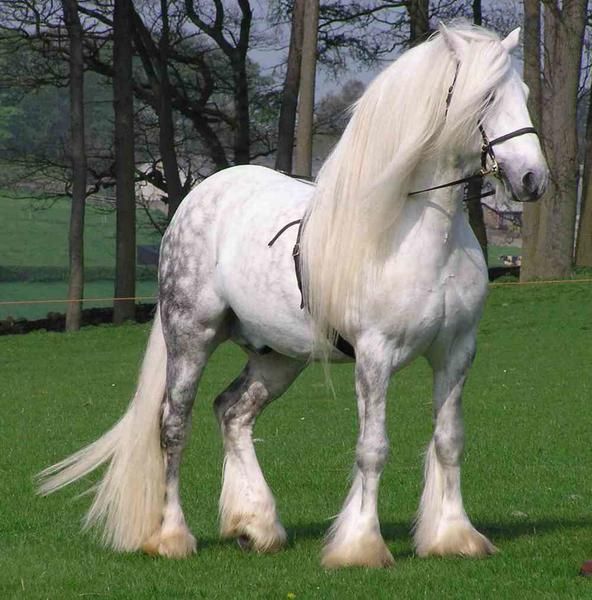 Foto gump do dia: O crânio de um unicórnio 6ce1701f63f1202876c8c87585765712 | Foto gump do dia | animais, bichos, cavalo, curioso, foto gumo do dia, incrível, unicornio