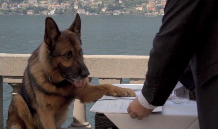 Milionários: Conheça o cachorro mais rico do mundo Gunther IV richest dog | Animais | animais, bichos, curioso, dinheiro, herança, rico, riqueza