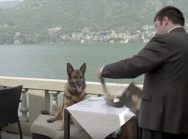 Milionários: Conheça o cachorro mais rico do mundo Gunther IV richest dog3 750x554 1 | Animais | animais, bichos, curioso, dinheiro, herança, rico, riqueza
