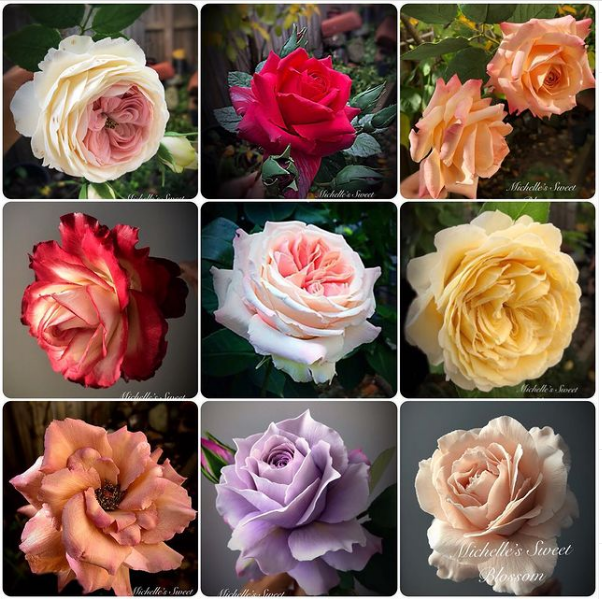 INCRÍVEL: A arte das flores feitas de açúcar Michelle Nguyen | Curiosidades | açucar, bolo, comida, doces, flores, incrível