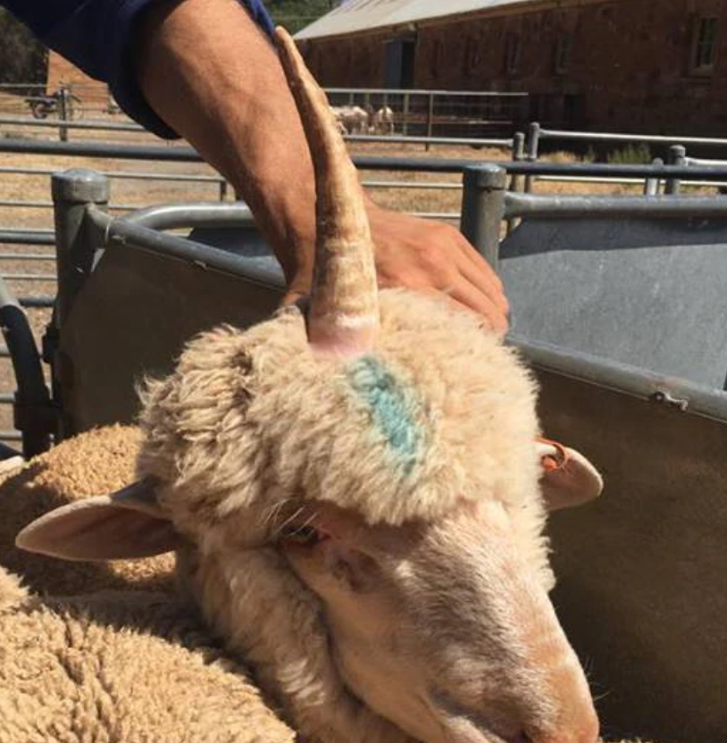 Foto gump do dia: O crânio de um unicórnio Unicorn sheep Joey was saved from the feedlot for two cartons of beer ABC News | Foto gump do dia | animais, bichos, cavalo, curioso, foto gumo do dia, incrível, unicornio