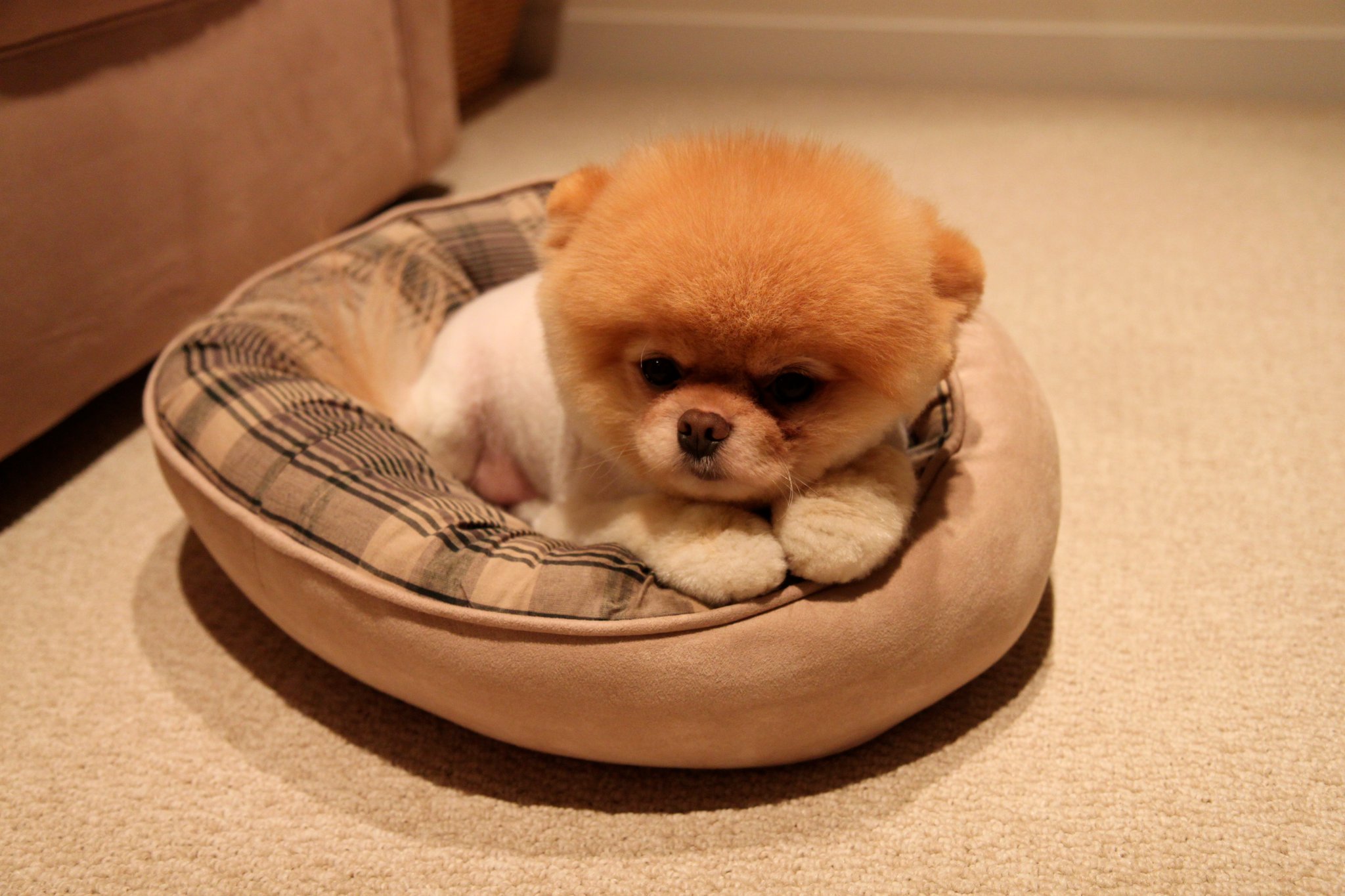 Milionários: Conheça o cachorro mais rico do mundo boo facebook donut bed | Animais | animais, bichos, curioso, dinheiro, herança, rico, riqueza