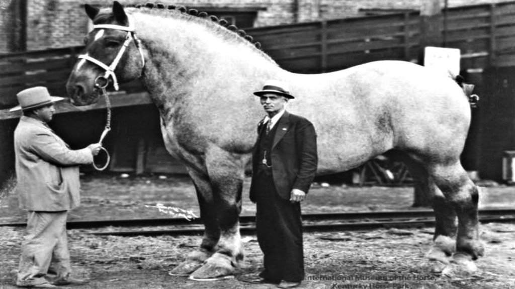 Foto gump do dia: O crânio de um unicórnio brsu1 | Foto gump do dia | animais, bichos, cavalo, curioso, foto gumo do dia, incrível, unicornio