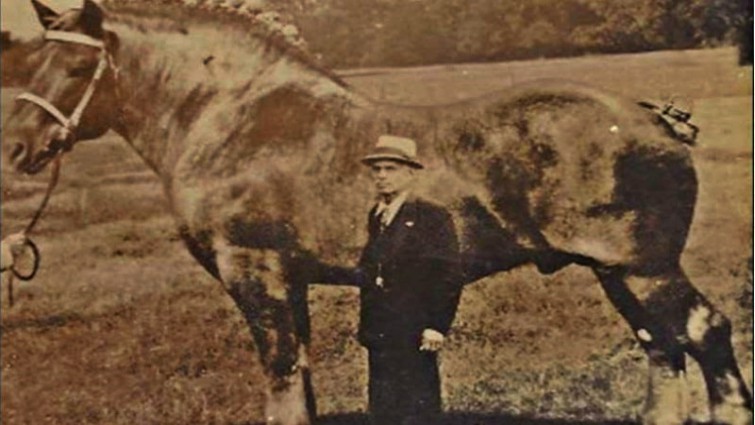 Foto gump do dia: O crânio de um unicórnio brsu3 | Foto gump do dia | animais, bichos, cavalo, curioso, foto gumo do dia, incrível, unicornio