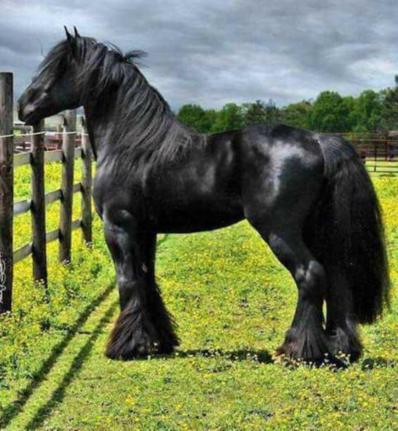 Foto gump do dia: O crânio de um unicórnio c3150fcca004216393250170f554effc | Foto gump do dia | animais, bichos, cavalo, curioso, foto gumo do dia, incrível, unicornio