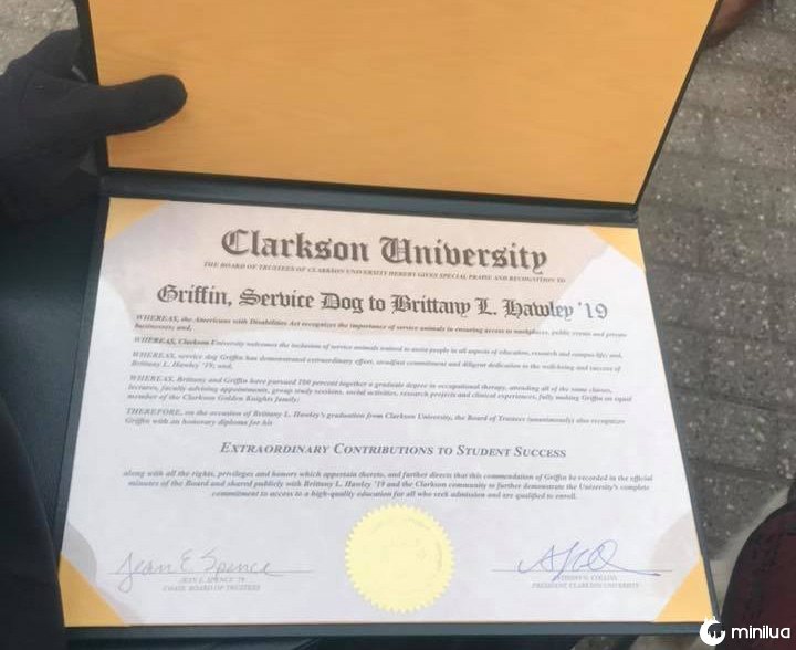 Era só o que faltava: Um cachorro com diploma de mestrado cao recebe diploma de mestrado nos eua tricurioso 3 | Animais | cachorro, curioso, história, mestrado