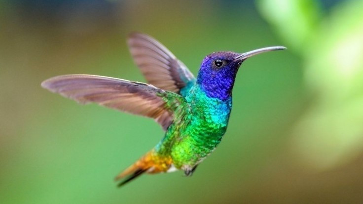 Fatos estranhos que ocorrem a cada 60 segundos colibri 2 | Curiosidades | curiosidades, minutos, tempo