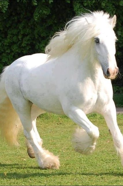 Foto gump do dia: O crânio de um unicórnio d4df02973ad9fbb20b5493f1a6cfc0f0 | Foto gump do dia | animais, bichos, cavalo, curioso, foto gumo do dia, incrível, unicornio