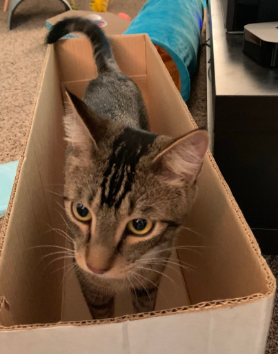 Milionários: Conheça o cachorro mais rico do mundo david harper cat Pesquisa Google | Animais | animais, bichos, curioso, dinheiro, herança, rico, riqueza