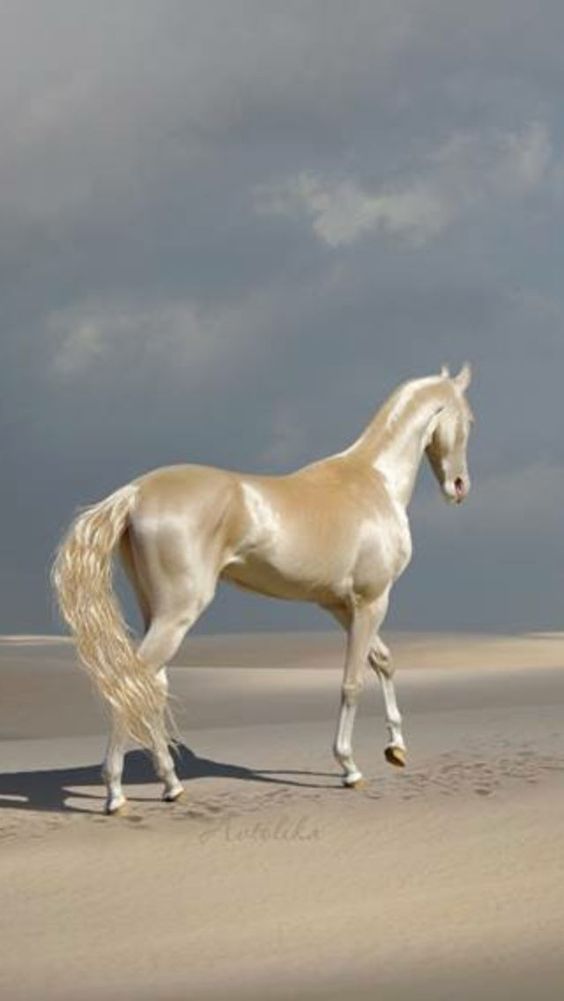 Foto gump do dia: O crânio de um unicórnio de60b93b81fdcf40014cc87032d2ceb8 | Foto gump do dia | animais, bichos, cavalo, curioso, foto gumo do dia, incrível, unicornio