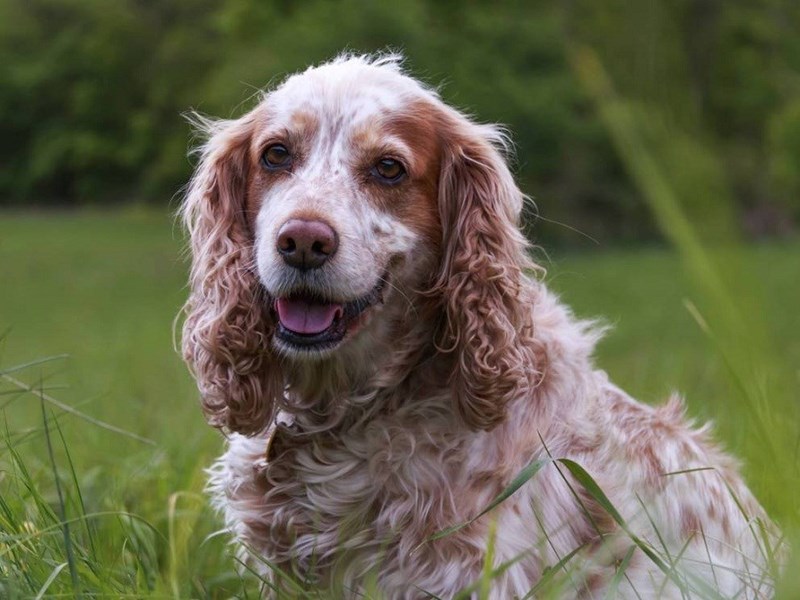 Milionários: Conheça o cachorro mais rico do mundo happy dog in grass field | Animais | animais, bichos, curioso, dinheiro, herança, rico, riqueza