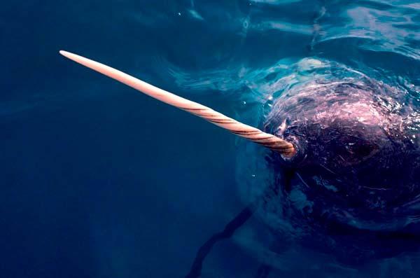 Foto gump do dia: O crânio de um unicórnio narwhal tusk | Foto gump do dia | animais, bichos, cavalo, curioso, foto gumo do dia, incrível, unicornio