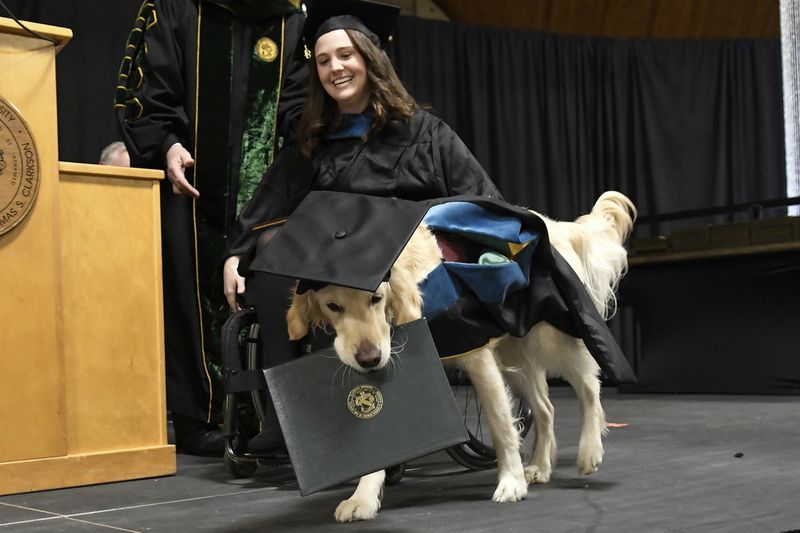 Era só o que faltava: Um cachorro com diploma de mestrado ny 1545110818 wbun8fj6qe snap image | Animais | cachorro, curioso, história, mestrado