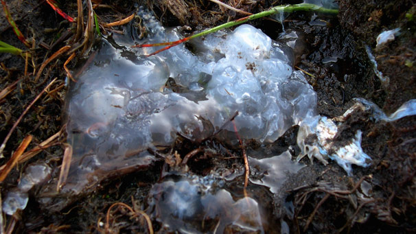 A misteriosa chuva de Oakville oakville blobs1 | Polêmica | estranho, gosma, mistério, polêmica