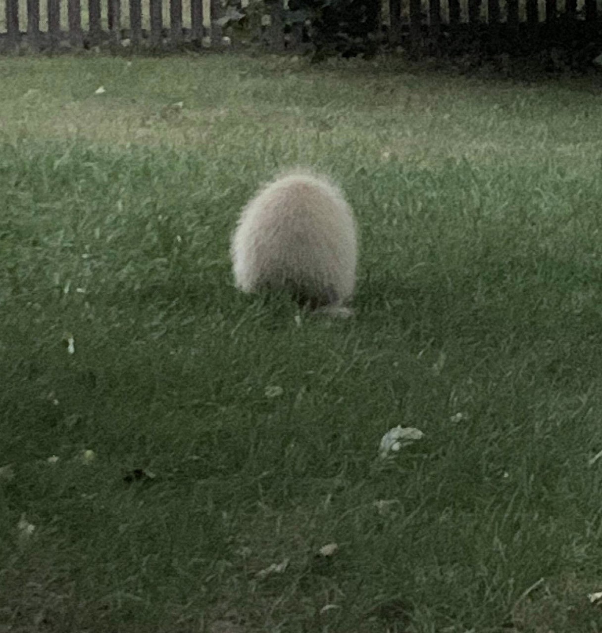 Mistério: A criatura-bola-de-pêlos porcupine jess | Bizarro | animal, bichos, bizarro, criatura, mistério, peluda