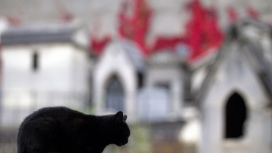 Milionários: Conheça o cachorro mais rico do mundo tommaso italian cat inherits money | Animais | animais, bichos, curioso, dinheiro, herança, rico, riqueza