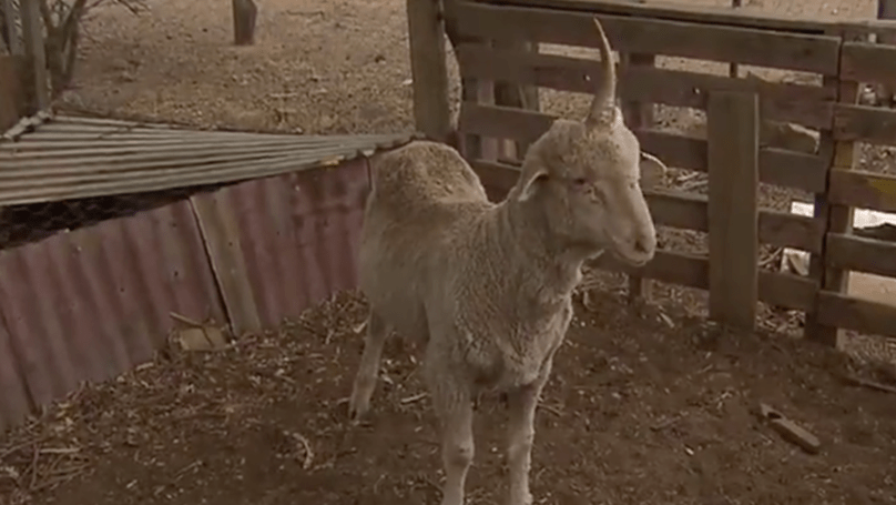 Foto gump do dia: O crânio de um unicórnio unicorn sheep | Foto gump do dia | animais, bichos, cavalo, curioso, foto gumo do dia, incrível, unicornio