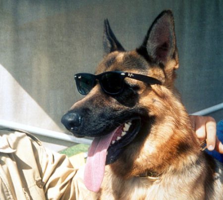 Milionários: Conheça o cachorro mais rico do mundo worlds richest dog | Animais | animais, bichos, curioso, dinheiro, herança, rico, riqueza