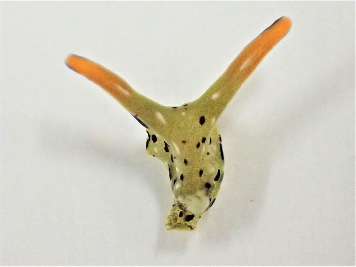 A lesma do mar que decepa a própria cabeça 158384893 3739527832769526 396580236131881152 n | Animais | animais, bichos, curioso, fotossíntese, japão, lesmas