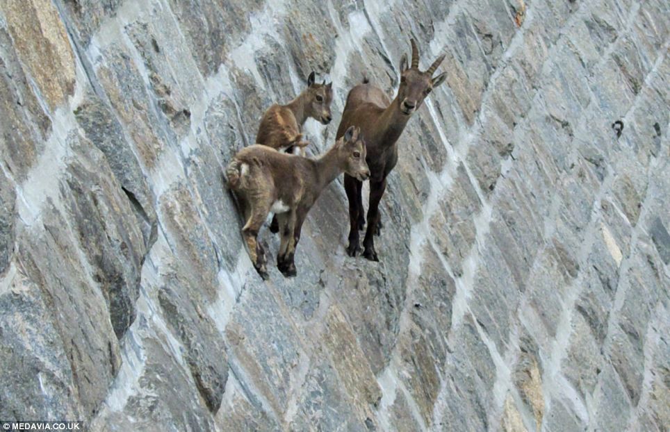 Foto gump do dia: Cabras antigravitacionais 3a2de05352ef150f672726ed55cee240 | Animais | cabra, cabrito, escalada, Ibex, mont^}es, montanha, paredão