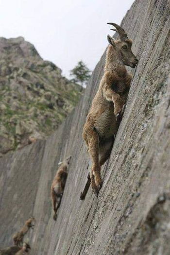 Foto gump do dia: Cabras antigravitacionais 72463761 459431784671919 7837322533509529600 n | Animais | cabra, cabrito, escalada, Ibex, mont^}es, montanha, paredão