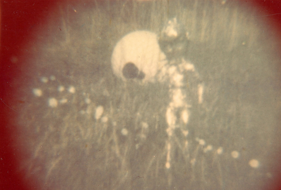 Foto Gump do dia: O alien de Ronnie Hill I was breathless – Oriental North Carolina – the klew | Foto gump do dia | alien, alienígena, extraterrestre, ovni, polêmica, ufo, ufologia, ufos