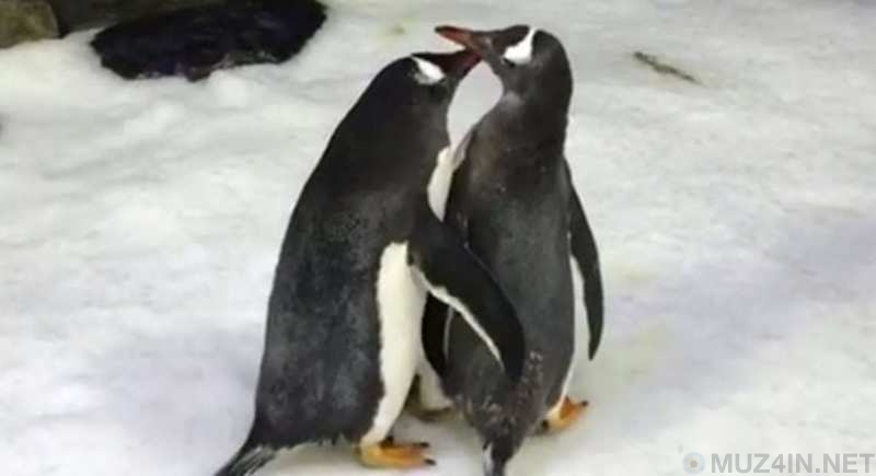 O bicho que faz cocô em cubos e outros 10 fatos estranhos do cocô animal Pg8ggoV | Bizarro | animais, bichos, bizarro, cocô, curioso