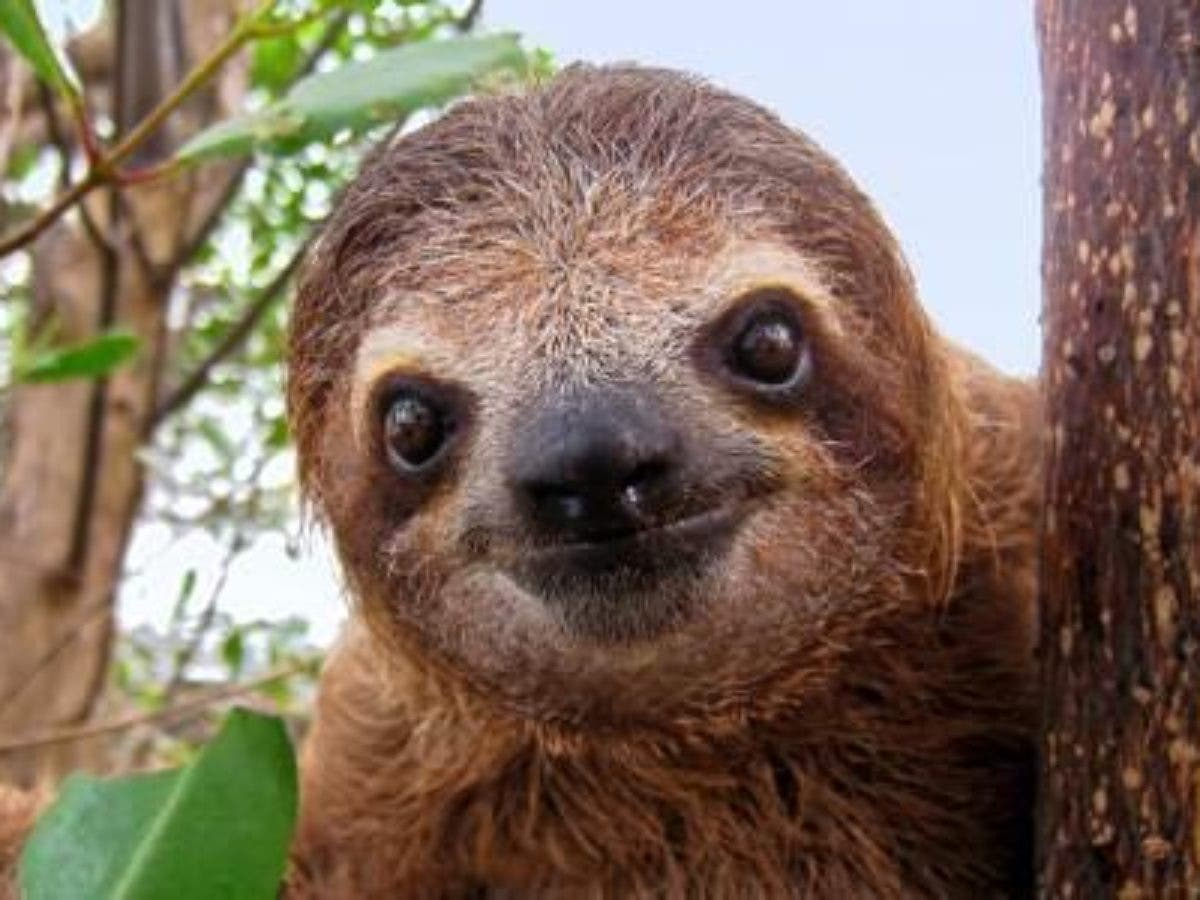 O bicho que faz cocô em cubos e outros 10 fatos estranhos do cocô animal bicho preguica 1200x900 1 | Bizarro | animais, bichos, bizarro, cocô, curioso