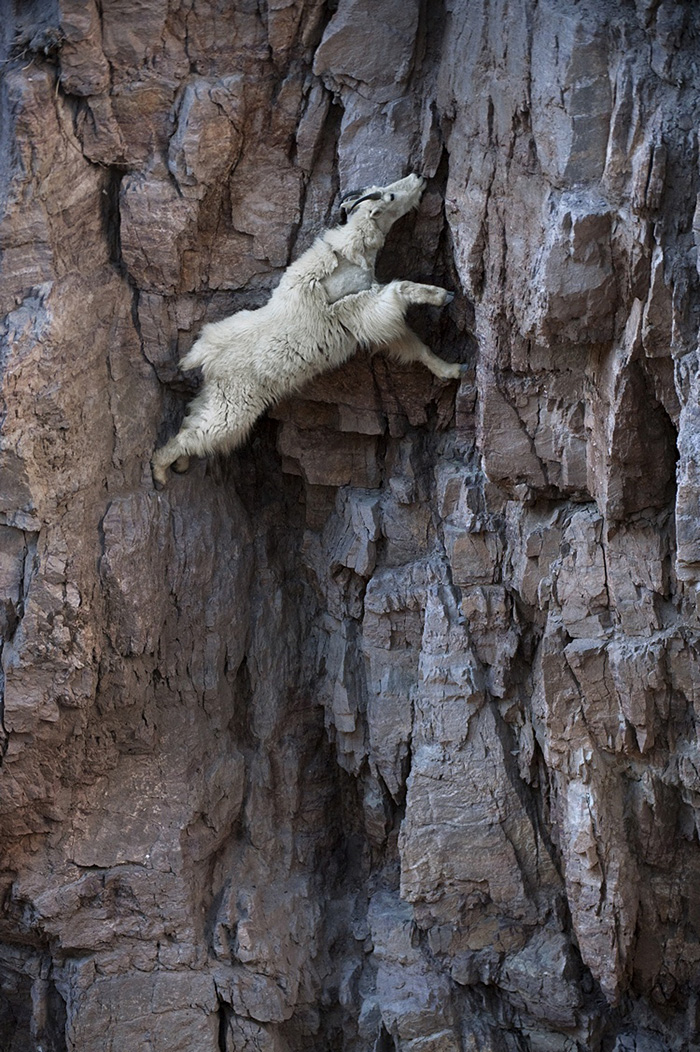 Foto gump do dia: Cabras antigravitacionais crazy goats on cliffs coverimage | Animais | cabra, cabrito, escalada, Ibex, mont^}es, montanha, paredão