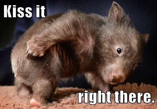 O bicho que faz cocô em cubos e outros 10 fatos estranhos do cocô animal go on ive got plenty of other things to get to today | Bizarro | animais, bichos, bizarro, cocô, curioso