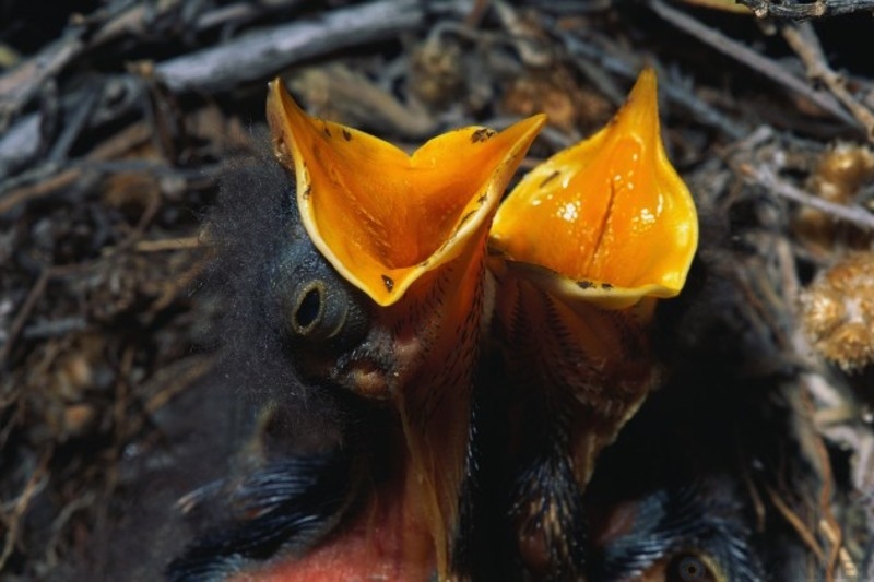 O bicho que faz cocô em cubos e outros 10 fatos estranhos do cocô animal qL0ZSKk | Bizarro | animais, bichos, bizarro, cocô, curioso