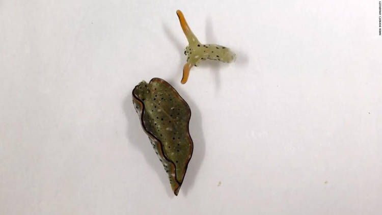 A lesma do mar que decepa a própria cabeça sea slug autotomy | Animais | animais, bichos, curioso, fotossíntese, japão, lesmas