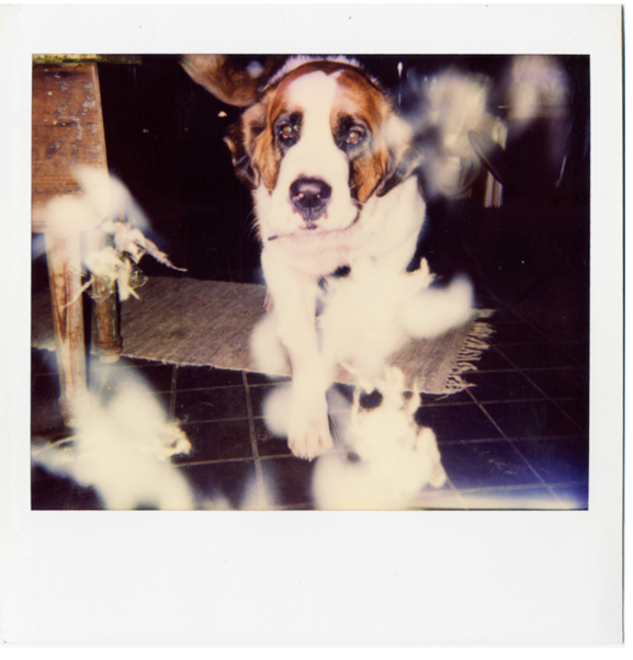 Wright, o fantasma da polaroid que se comunicava em fotos Document3 | Bizarro | bizarro, fantasma, foto, incrível, medo, sinistro, sobrenatural
