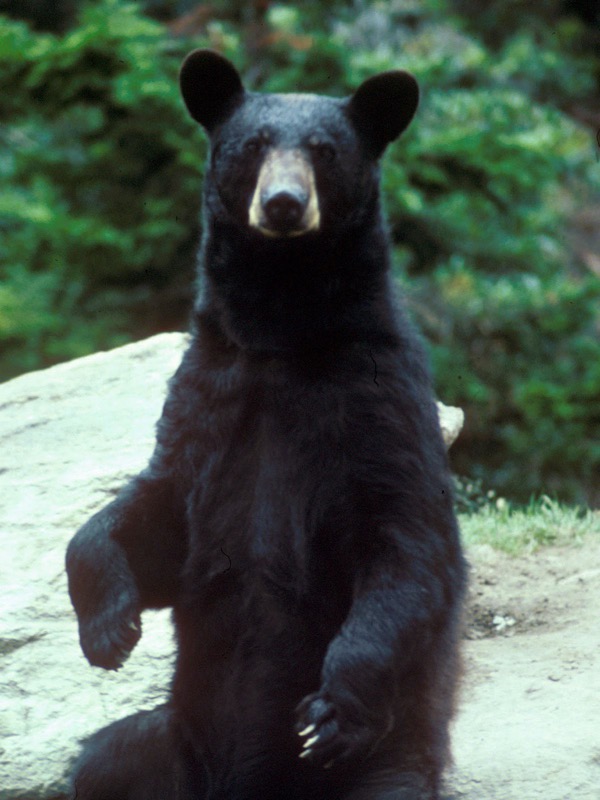 A lenda de Boggy Creek fouke monster black bear small | Curiosidades | monstro, monstros, pegada