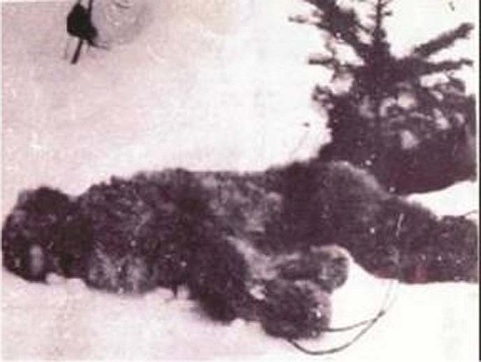 A fotografia mais antiga de um yeti morto 00288157 | Bizarro | animais, bichos, criptozoologia, estranho curioso, pe grande, yeti