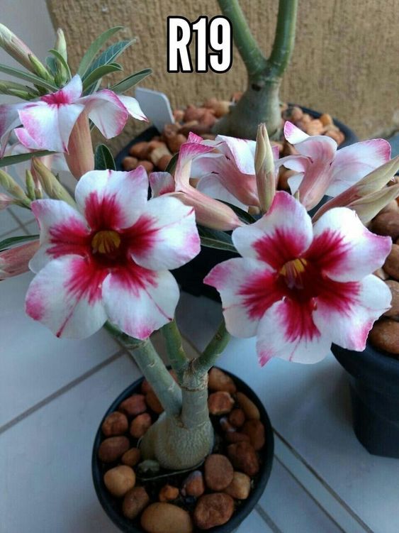 Conheça a fabulosa Rosa do deserto 01250a5d23feb04778c40532606e7177 | Dicas | dicas, flores, jardim, jardinagem, planta, rosa do deserto