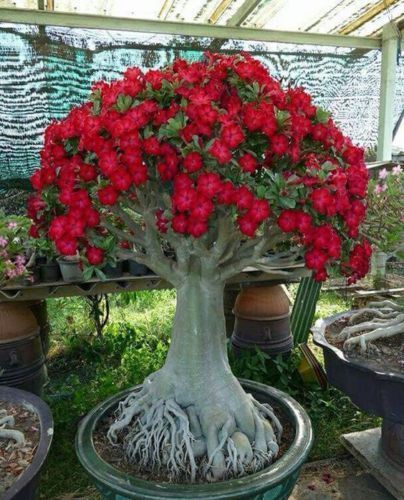 Conheça a fabulosa Rosa do deserto 156902d7b932a04725c81c05ee8a6401 | Dicas | dicas, flores, jardim, jardinagem, planta, rosa do deserto