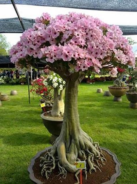 Conheça a fabulosa Rosa do deserto 197ec013de10269afb64057716597726 | Dicas | dicas, flores, jardim, jardinagem, planta, rosa do deserto